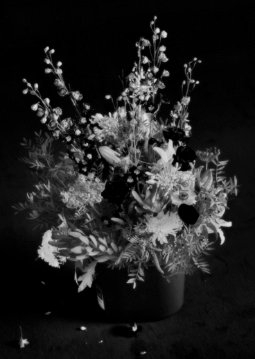 Kenzo - © Suzie & Leo